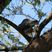 African Cuckoo